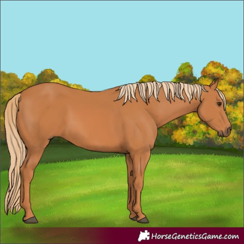 Horse Color:Chestnut 