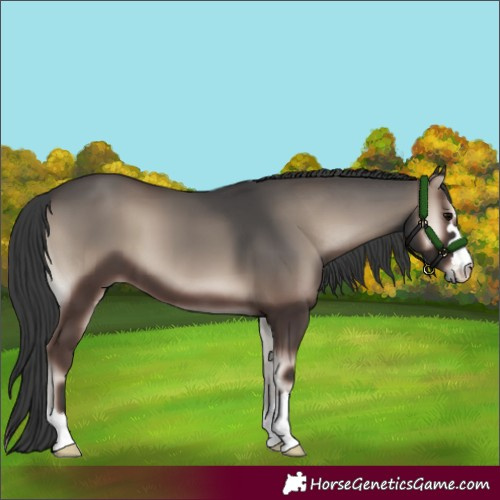 Horse Color:Blue Onyx 