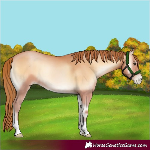 Horse Color:Bay Pearl Onyx 