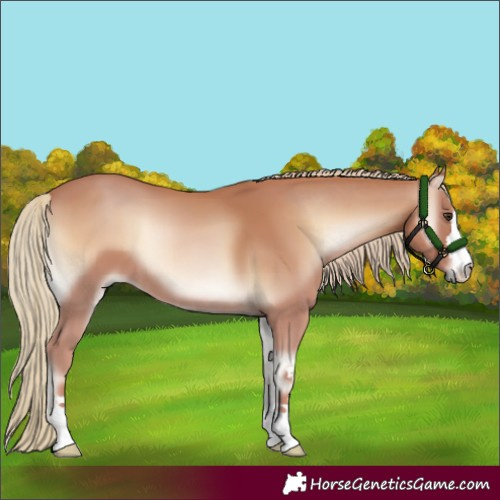 Horse Color:Red Onyx Mushroom 