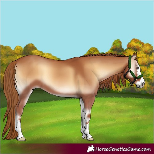 Horse Color:Red Onyx 