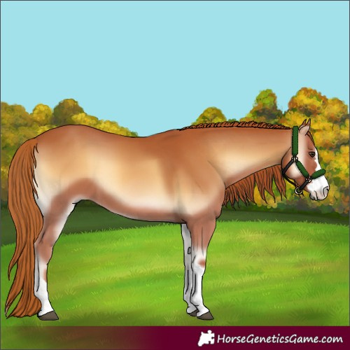 Horse Color:Red Onyx