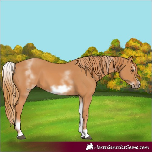 Horse Color:White Spotted Chestnut Frame