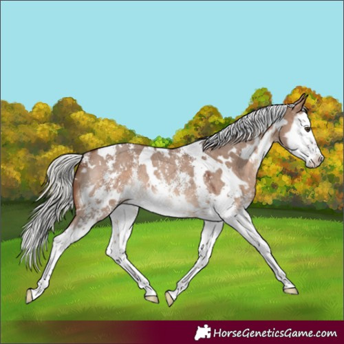 Horse Color:White Spotted Silver Brown Dun Sabino Splash Rabicano 