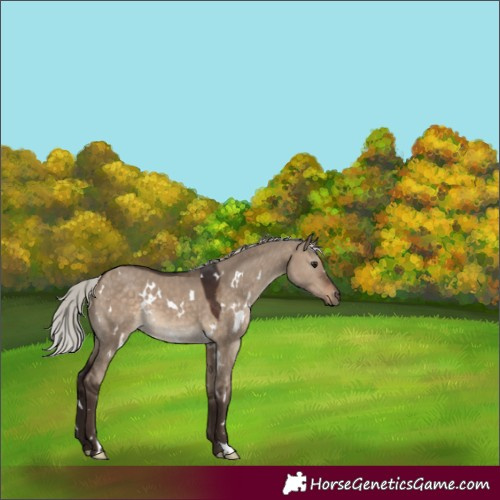 Horse Color:White Spotted Silver Brown Dun 