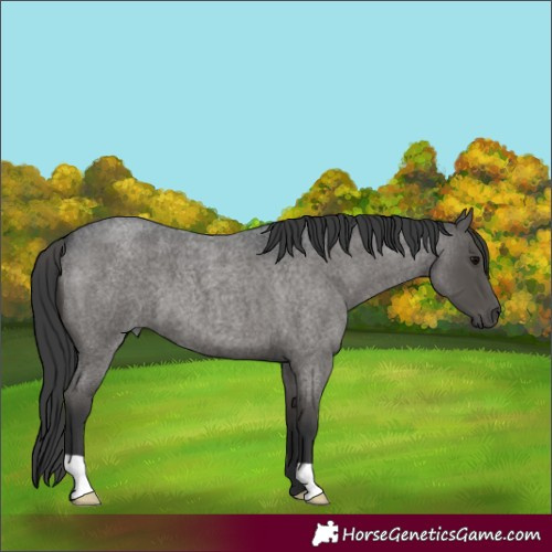 Horse Color:Blue Roan 