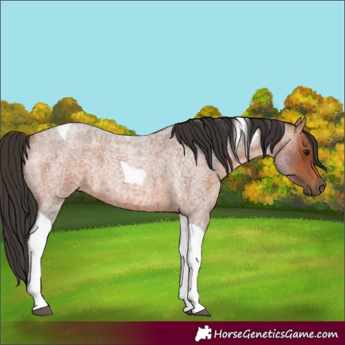 Horse Color:Bay Roan Tobiano 
