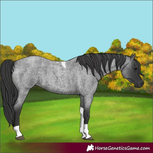 Horse Color:Blue Roan Tobiano 