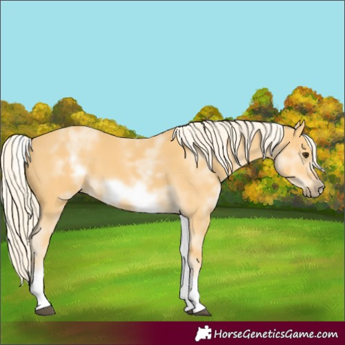 Horse Color:White Spotted Palomino Frame 