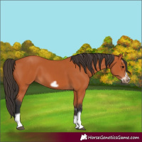 Horse Color:Bay Splash Frame 