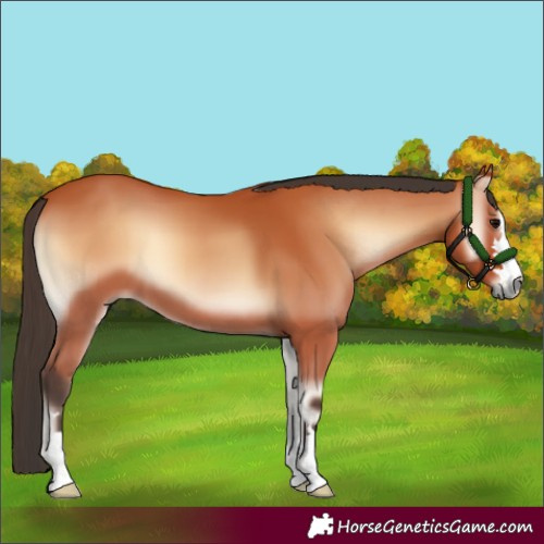 Horse Color:Bay Onyx 