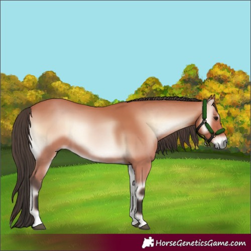 Horse Color:Bay Onyx Mushroom 