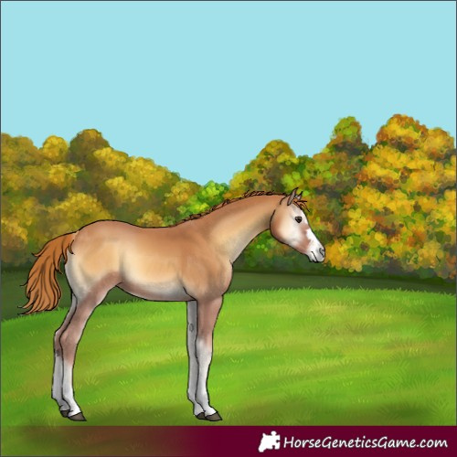 Horse Color:Red Onyx