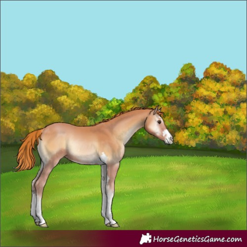 Horse Color:Red Onyx 