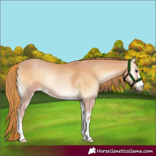 Horse Color:Red Onyx