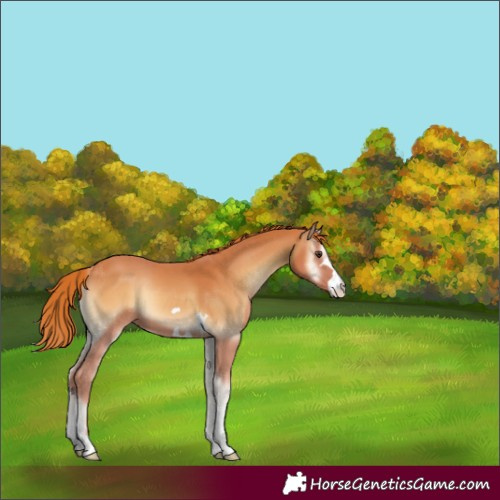 Horse Color:Red Onyx 