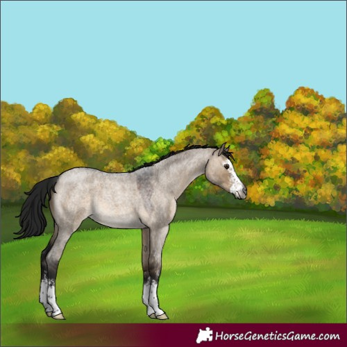 Horse Color:Gray Brown Roan Dun Sabino 