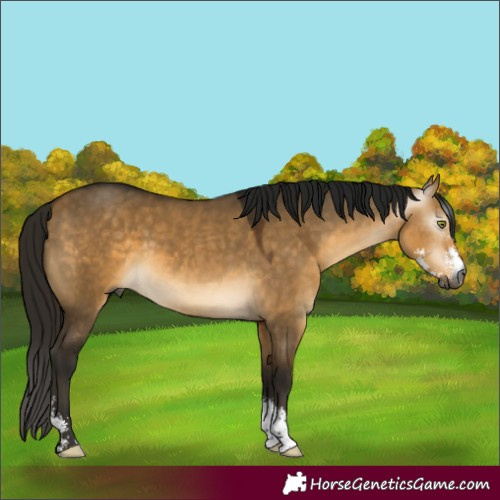 Horse Color:Gray Buckskin Dun Mushroom Sabino 