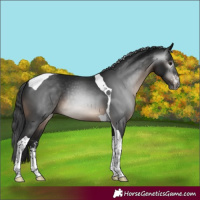 Horse Color:Gray Brown Mushroom Sabino Tobiano 