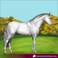 Horse Color:Gray Brown Mushroom Sabino Tobiano 