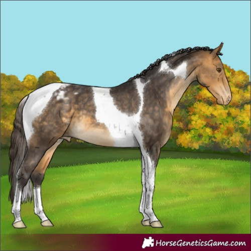 Horse Color:Buckskin Tobiano Varnish 