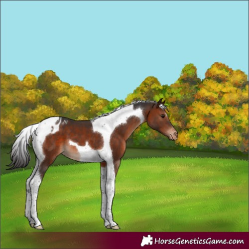 Horse Color:Brown Tobiano Appaloosa 