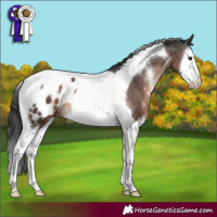 Horse Color:Brown Mushroom Sabino Splash Tobiano Appaloosa 
