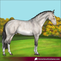 Horse Color:Brown Roan Dun Splash Appaloosa 