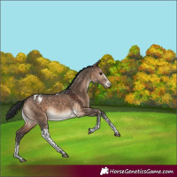 Horse Color:White Spotted Brown Dun Tobiano Appaloosa