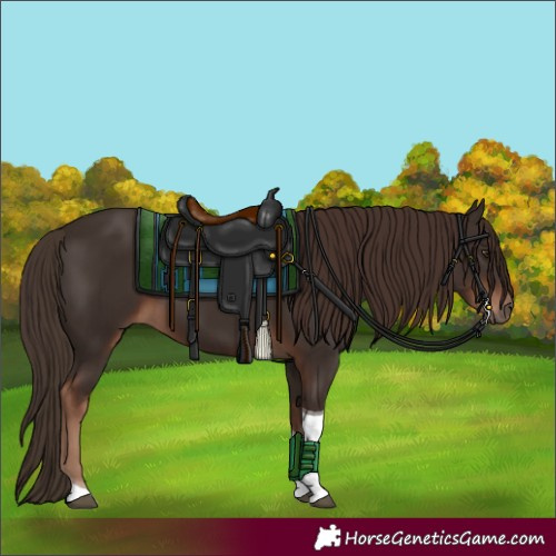 Horse Color:Liver Chestnut Tobiano 