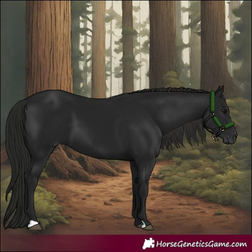 Horse Color:Gray Smoky Black