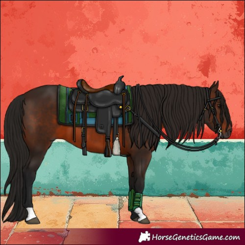 Horse Color:Gray Bay