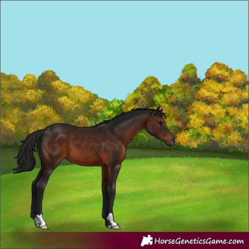 Horse Color:Gray Bay 