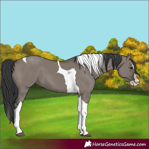 Horse Color:Grullo Splash Tobiano 