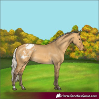 Horse Color:Silver Buckskin Dun Appaloosa 