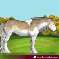 Horse Color:Gray Silver Buckskin Dun Splash Tobiano Rabicano
