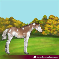 Horse Color:Gray White Spotted Silver Sable Champagne Mushroom Splash Tobiano Appaloosa Rabicano 
