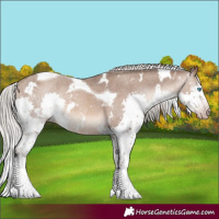 Horse Color:Gray White Spotted Silver Sable Champagne Mushroom Splash Tobiano Appaloosa Rabicano 