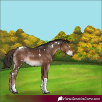 Horse Color:White Spotted Liver Chestnut Tobiano Rabicano