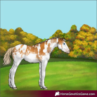Horse Color:Gray White Spotted Gold Cream Champagne Splash Appaloosa Rabicano