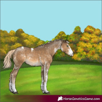 Horse Color:White Spotted Chocolate Palomino Mushroom