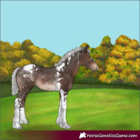 Horse Color:Silver Brown Tobiano Rabicano