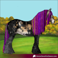 Horse Color:Gray Void Painted White Spotted Bay Onyx Tobiano Appaloosa 