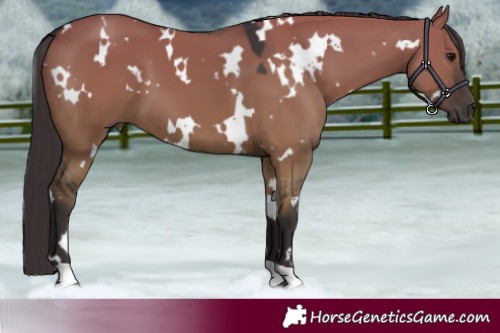 Horse Color:White Spotted Smoky Grullo 