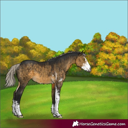 Horse Color:Gray Silver Buckskin Dun Sabino Brindle 