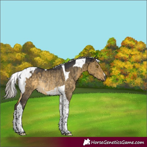 Horse Color:Silver Buckskin Dun Tobiano Rabicano Brindle 