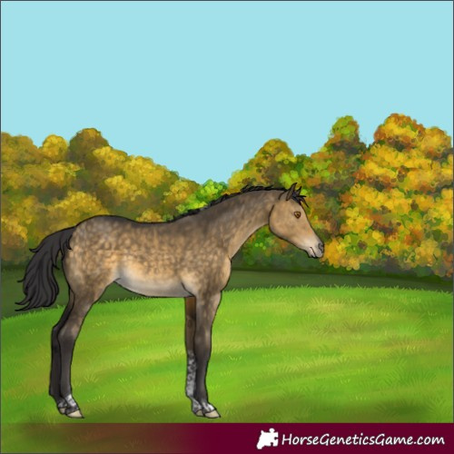 Horse Color:Buckskin Dun Tobiano 