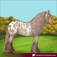 Horse Color:Red Dun Appaloosa 