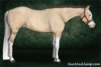 Horse Color:Amber Champagne Roan Splash 