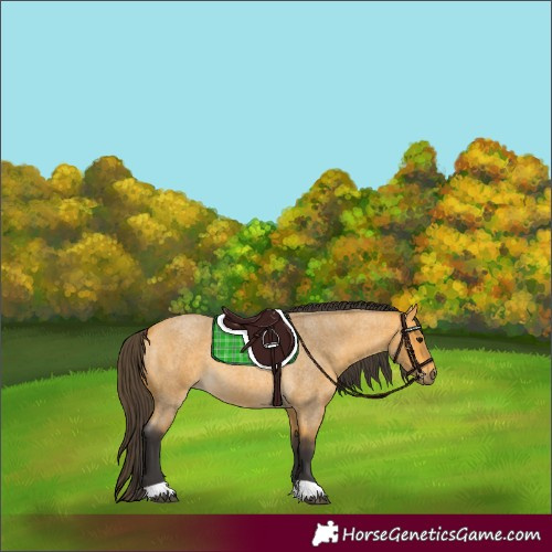 Horse Color:Buckskin Roan